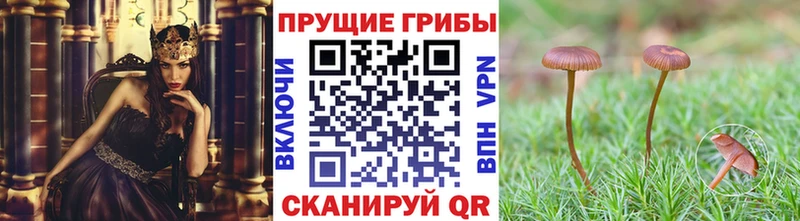 Галлюциногенные грибы Cubensis  Пыталово 